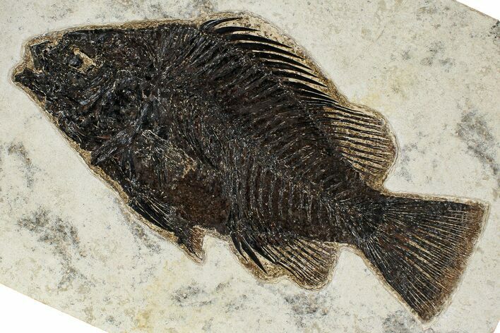 Detailed Fossil Fish (Priscacara) - Wyoming #382921